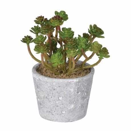 Succulent in Distressed Pot